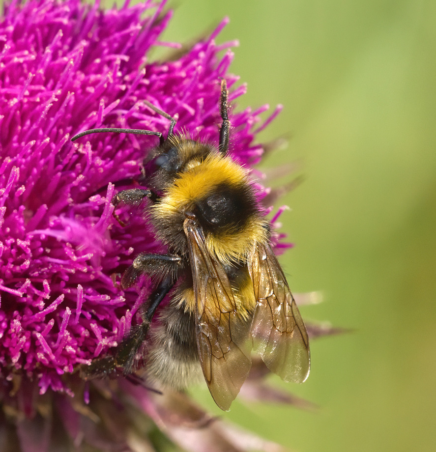 Bombus hortorum ? Sì,...con cfr.